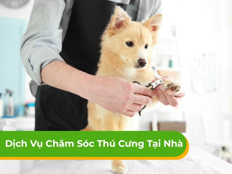 Dịch vụ chăm sóc thú cưng tại nhà chuyên nghiệp tại HCM