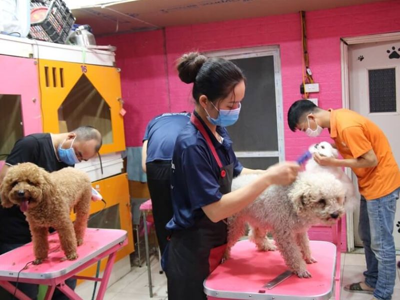 Lợi ích khi sử dụng dịch vụ chăm sóc thú cưng tại nhà