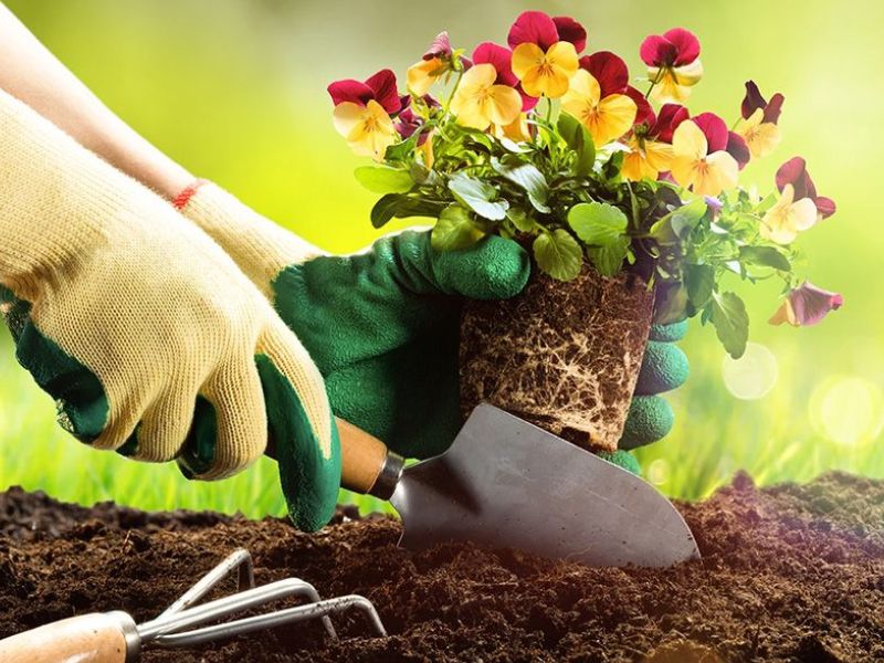 Quy trình đặt dịch vụ chăm sóc cây cảnh tại nhà trên Bworkee.com