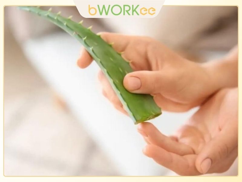  Dưỡng m&oacute;ng tay với nha đam 