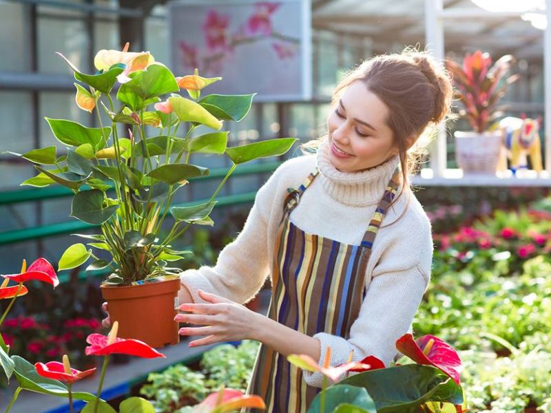 Dịch vụ chăm sóc cây cảnh tại nhà