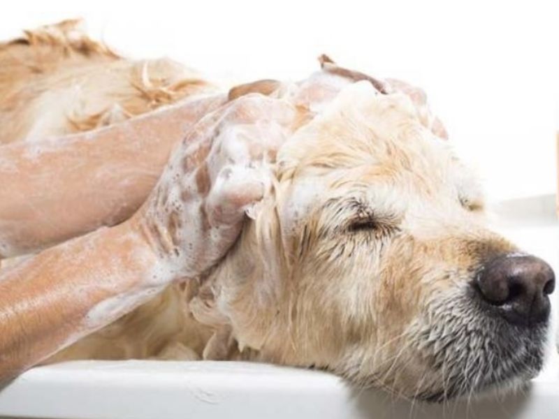 Dịch vụ chăm sóc thú cưng tại nhà