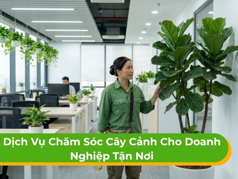 Dịch vụ chăm sóc cây cảnh cho doanh nghiệp tận nơi