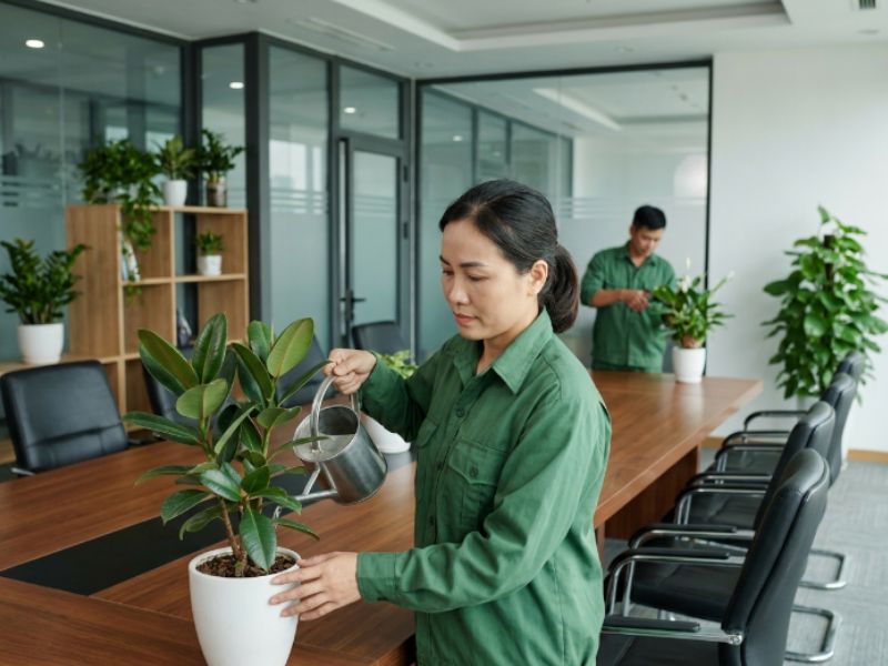 Dịch vụ chăm s&oacute;c c&acirc;y cảnh tại nh&agrave; d&agrave;nh cho ai